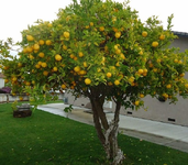 شجرة الترنج