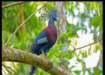 الحمام المتوج من أشهر أنواع الحمام