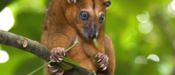 معلومات عن حيوان الكسكس