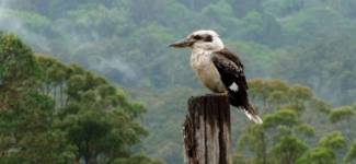 طائر الكوكابورا