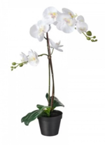 نبات الأوركيد