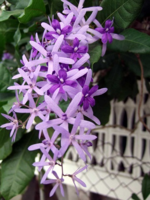 نبات Petrea volubilis