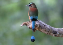 طائر المطموط الفيروزي