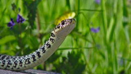 معلومات عن حواس الثعبان