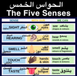 الحواس الخمس باللغة الأنجليزيه