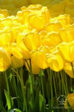 ازهار التوليب معلومات وصور