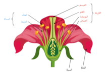 التكاثر في النباتات الزهرية