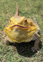 التنين الملتحي