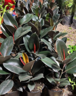 نبات الفيكس المطاط