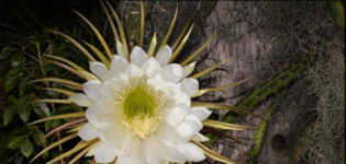 زهرة ملكة الليل