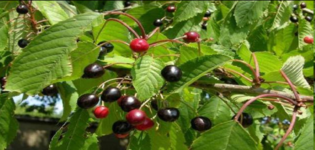 شجرة الكرز وفوائدها