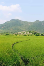 السياحة في ماي تشاو