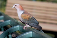 حمام اللومبو الأخضر