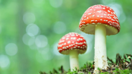 هل الفطر يقوي الذاكرة؟