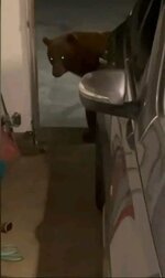 دب جائع داخل مرآب منزلهما.. تعرف على رد فعل زوجين في كاليفورنيا بالثالثة فجرًا.
