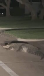 في مفاجأة غير سارة.. اكتشاف تمساح يتجول بحرية في منطقة سكنية بولاية تكساس

 تفاجأ مقيم  "جريج" في إحدى ضواحي ميسوري سيتي بولاية تكساس، عقب عودته