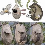 طائر البندولين