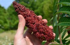 عشبة السماق