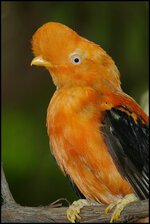 ديك الصخور الأنديزي