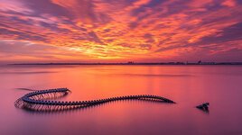 ثعبان المحيط