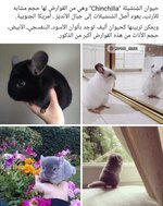 حيوان الشِنشيلة