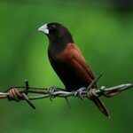 طائر المونيا