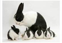 الارنب الهولندي