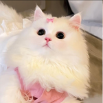 1708257146015.png