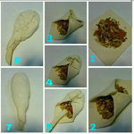 طريقة تشكيل افخاذ الدجاج بالبف باستري