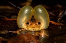 ضفدع سورينام المقشر المذهل

  ("Trachycephalus coriaceus")