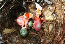 النعاب فرخ الغراب