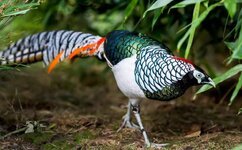 طائر سيدة امهيرست الدراج Lady Amherst’s Pheasant