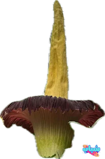1735919435440.png 1735919435440.png