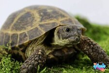 السلاحف الروسية-1.jpg