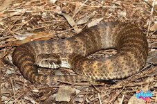 أفعى الموت الشائعة