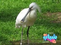 أبو ملعقة الوردي