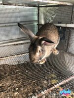 أرانب شنشلا