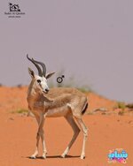 غزال الرمل أو الريم