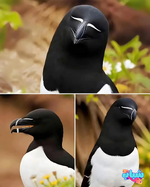طائر الرازوربيل