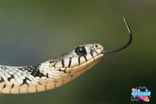 يوم الأفعى ما هو برج الثعبان الصينى وأهم صفاته ومواليده-1.jpg