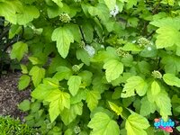 IMG_4646.jpeg