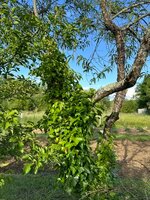 IMG_4739.jpeg IMG_4739.jpeg