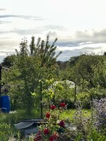 IMG_4737.jpeg IMG_4737.jpeg