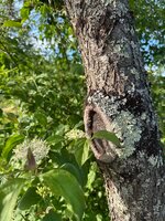 IMG_4733.jpeg IMG_4733.jpeg