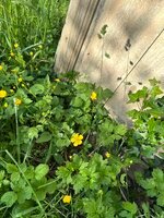 IMG_4731.jpeg IMG_4731.jpeg