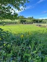 IMG_4729.jpeg IMG_4729.jpeg