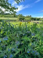 IMG_4727.jpeg IMG_4727.jpeg