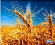 صور قمح . صور قش . صور قمح ناضج وقت الحصاد . صور سنابل قمح ذهبي للتصميم . عالية الدقة