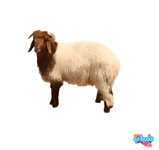 خروف نعيمي صغير أجود أنواع اللحوم في السعودية-1.png خروف نعيمي صغير أجود أنواع اللحوم في السعودية-1.png