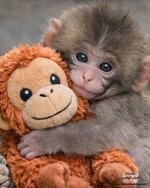 تفسير حلم القرد خداع ومكر أو رغبة فى استعادة الفرح-1.jpg